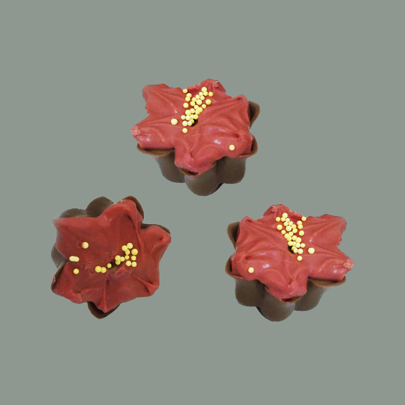 Rote Weihnachtssterne