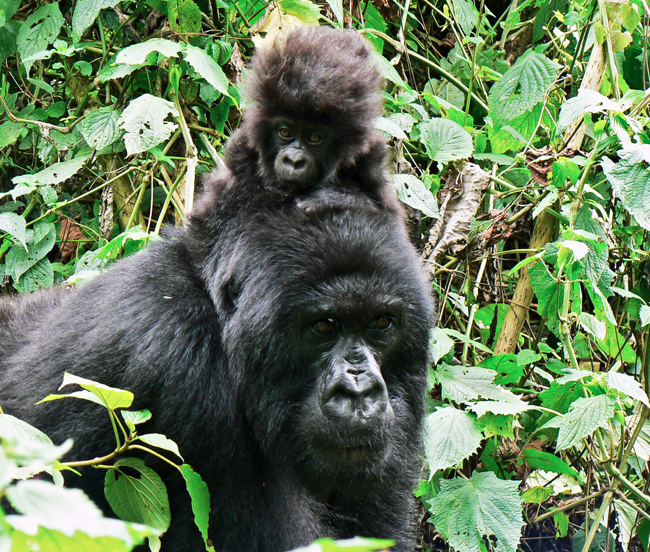 Gorilla-Mama und Baby_Virunga
