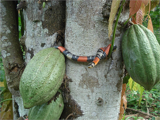 Schlange am Stamm eines Kakao-Baums_Piura